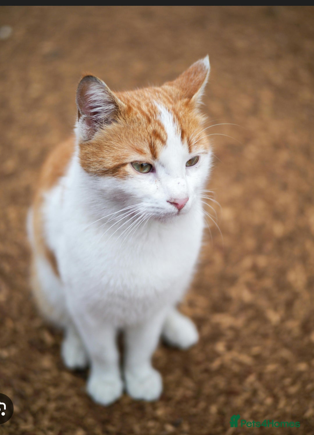 Domestic Shorthair cats for sale: Girl kitten  - Image 2