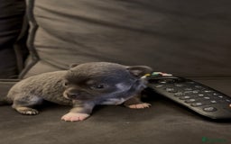 Chihuahua dogs for sale: Little girl available soon  - Image 5