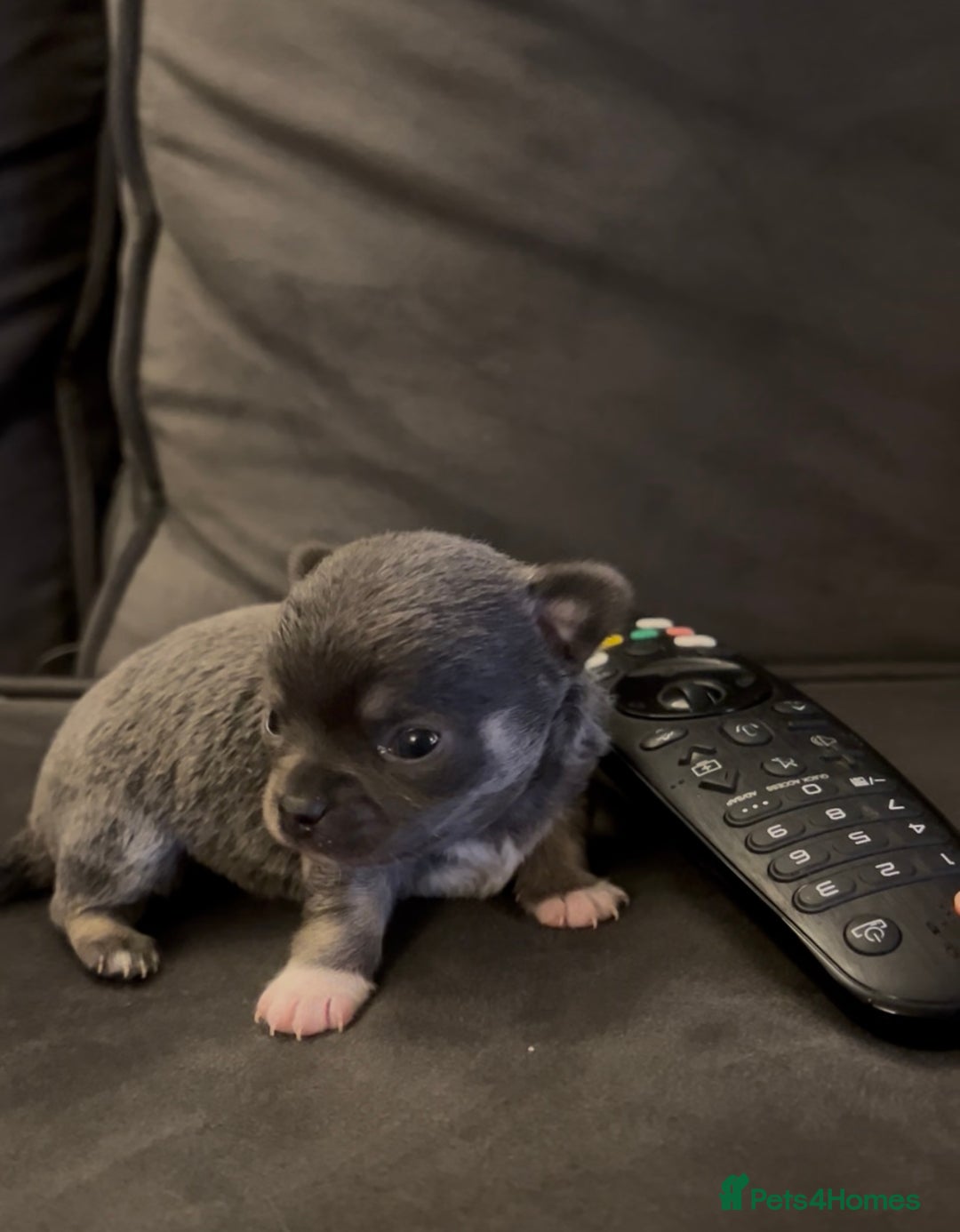Chihuahua dogs for sale: Little girl available soon  - Image 5