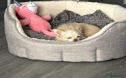 Chihuahua dogs for sale: Chihuahua  - Image 2