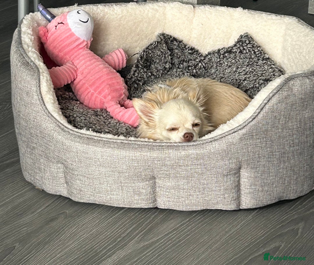 Chihuahua dogs for sale: Chihuahua  - Image 2