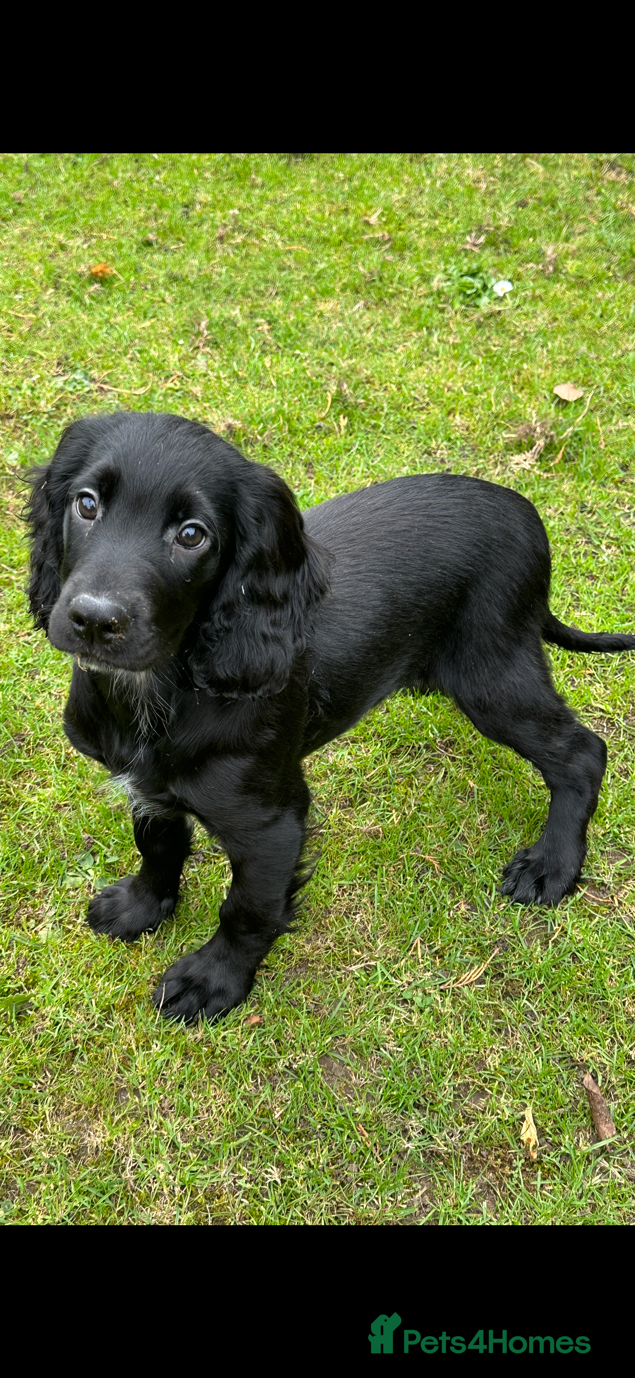 Cocker Spaniel dogs Working cocker spaniel puppies  - Advert 6