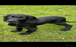 Cocker Spaniel dogs for sale: Working cocker spaniel puppies  - Image 1