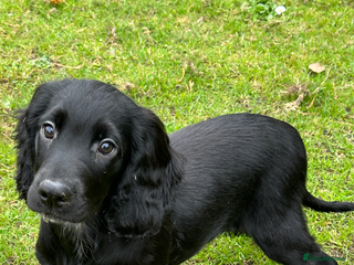 Cocker Spaniel dogs - Advert 2