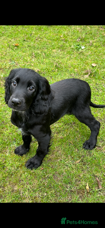Cocker Spaniel dogs - Advert 3