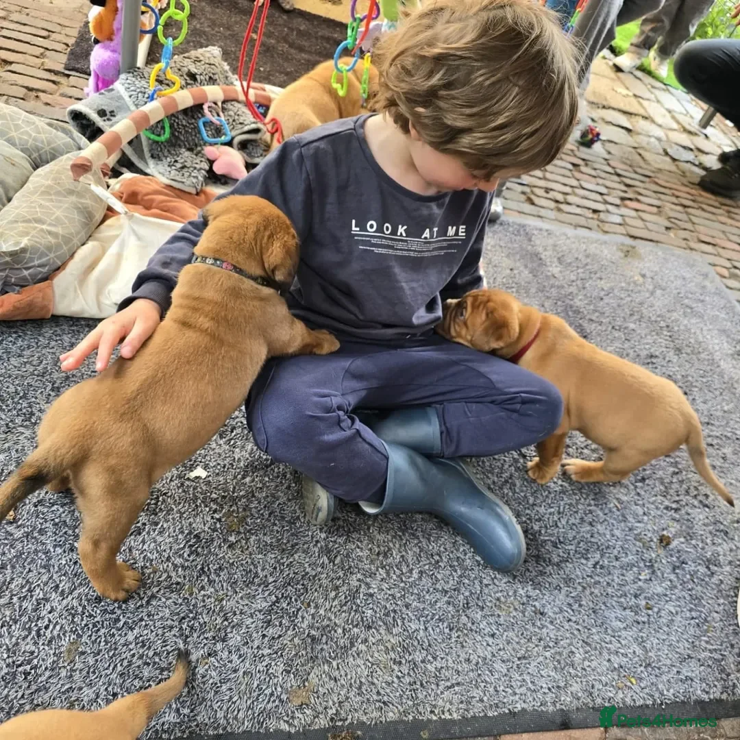 Dogue De Bordeaux dogs for sale: Dogue de Bordeaux puppies  - Advert 18