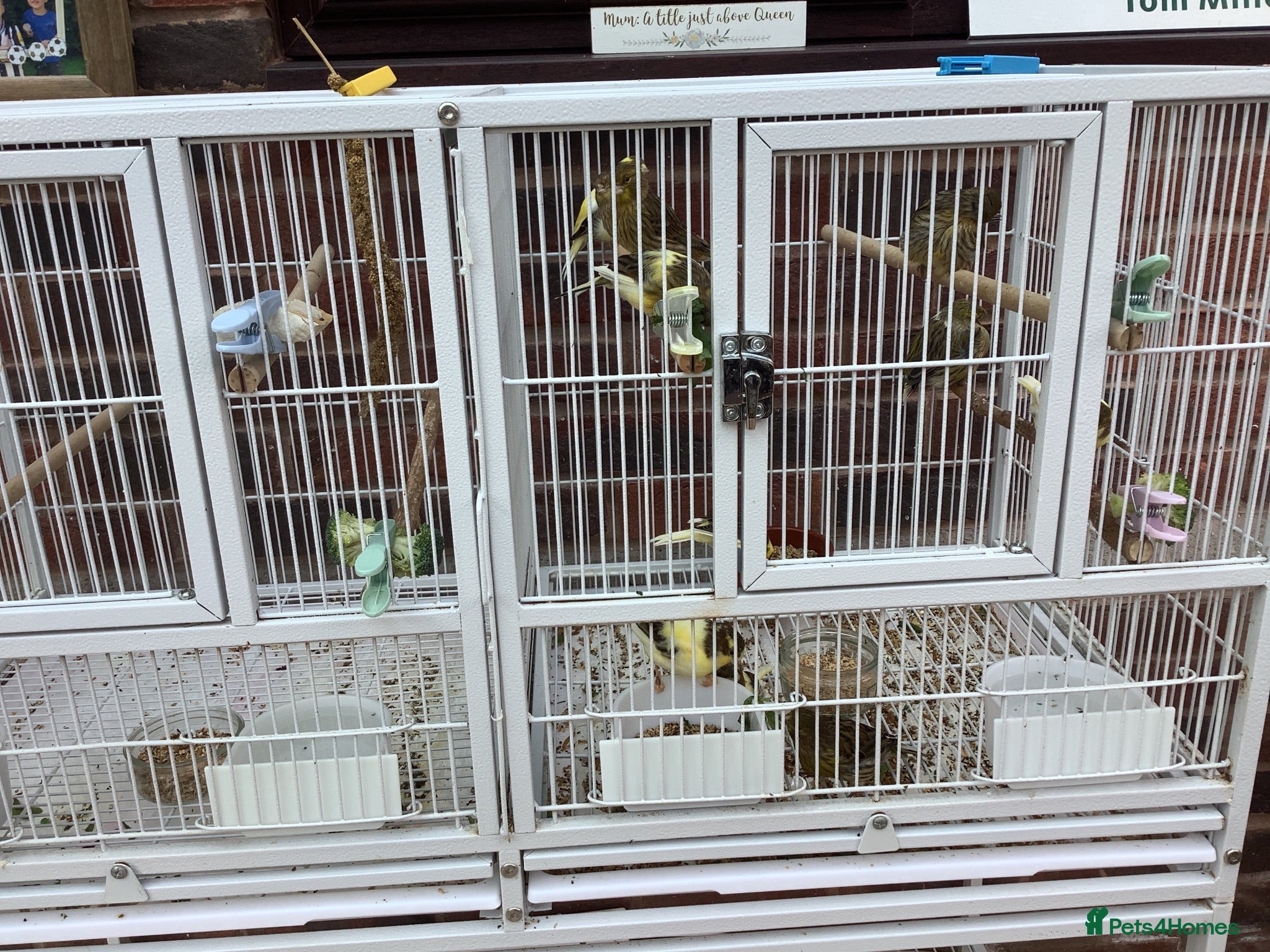 Canaries birds This years Gloucester canary chicks - Advert 1