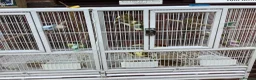 Canaries birds for sale: This years Gloucester canary chicks - Advert 1