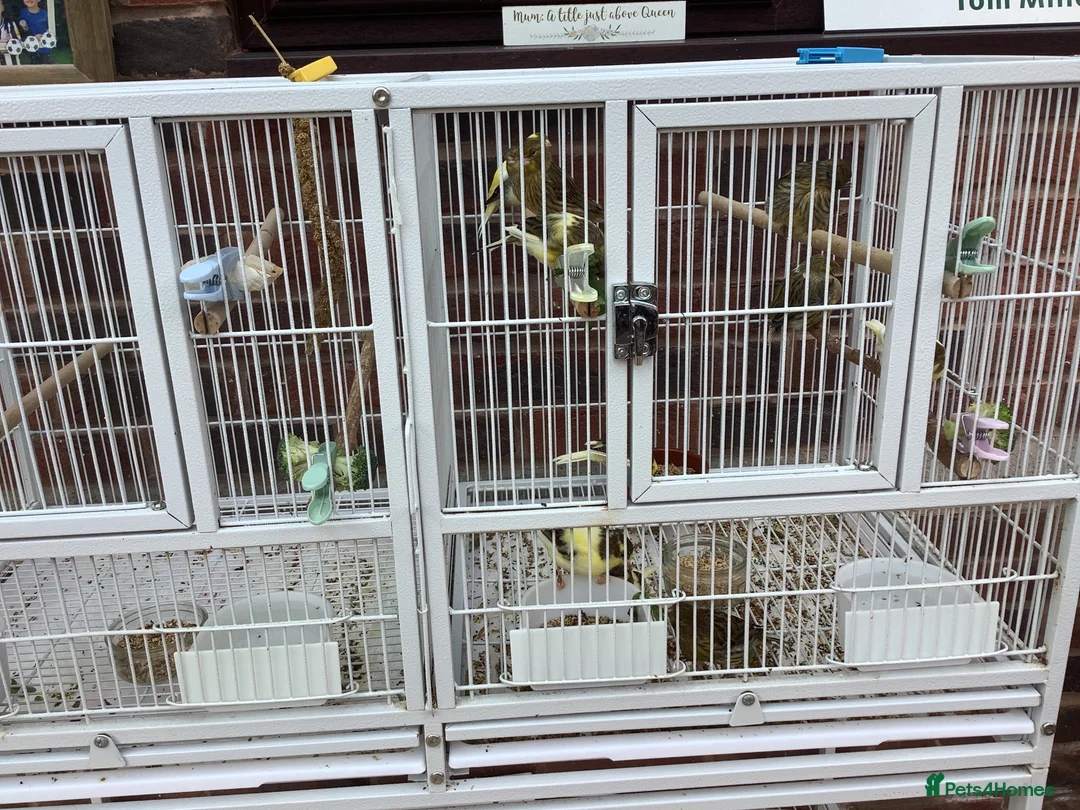 Canaries birds for sale: This years Gloucester canary chicks - Advert 1
