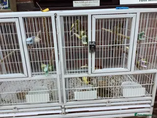 Canaries birds This years Gloucester canary chicks - Advert 1