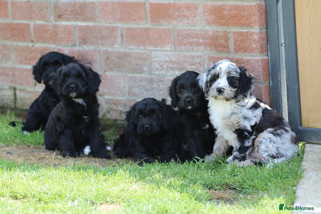 Cavapoo dogs for sale: Beautiful F1 Cavapoo puppies for sale - Image 17