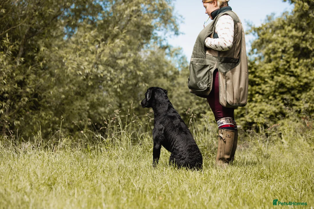 Labrador Retriever dogs for stud: FTCH sired superb lines absolute gent  in Droitwich - Advert 11