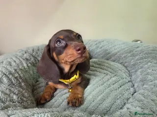 Miniature Dachshund dogs Miniature Dachshund - Advert 15