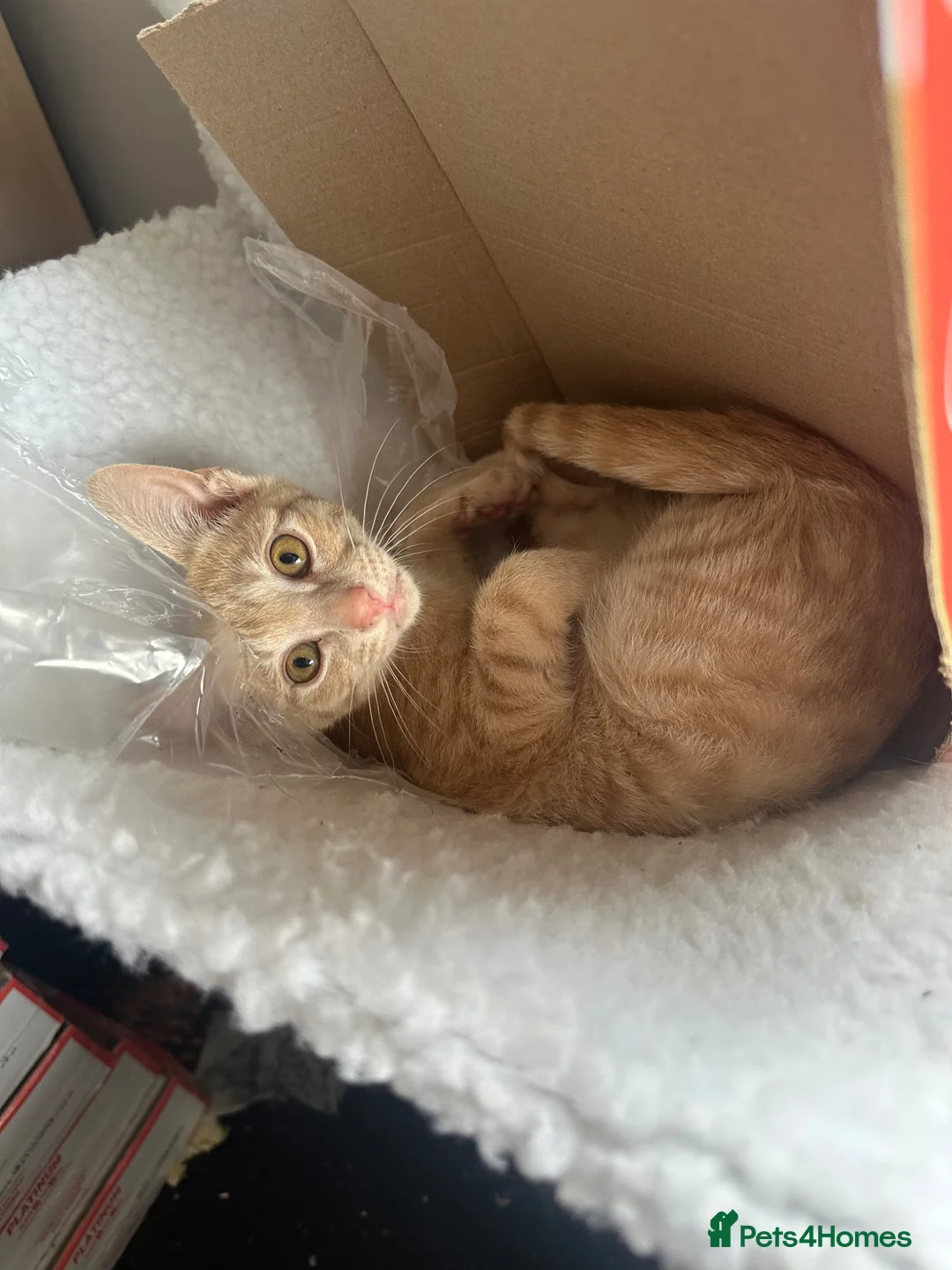Siamese cats for sale: Siamese X British Short Hair - Advert 1