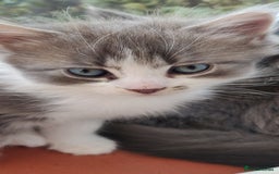 Mixed Breed cats for sale: Stunning long hair kittens for sale - Image 12