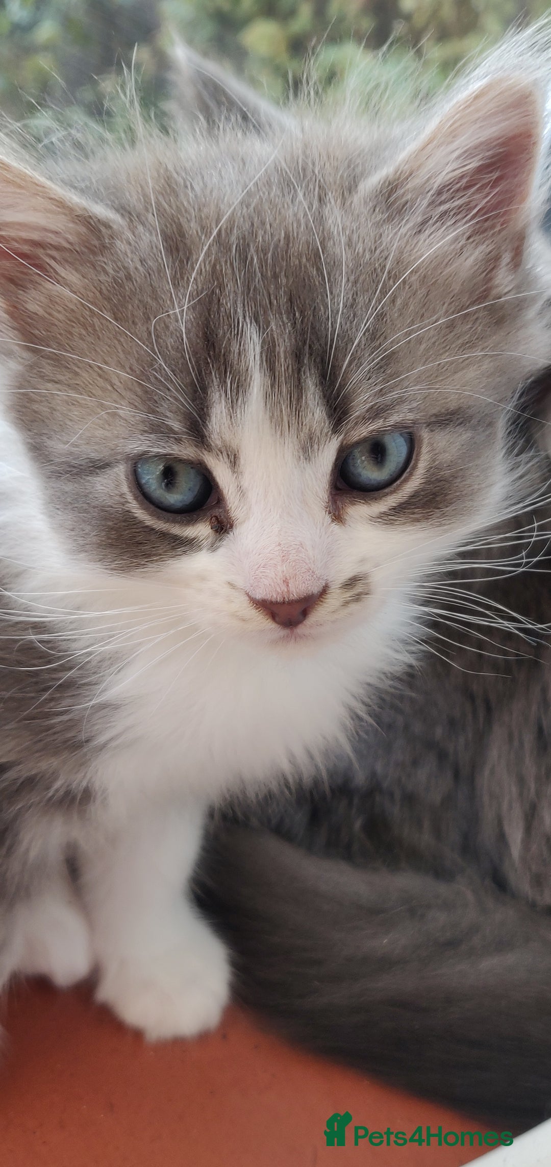 Mixed Breed cats for sale: Stunning long hair kittens for sale - Image 12