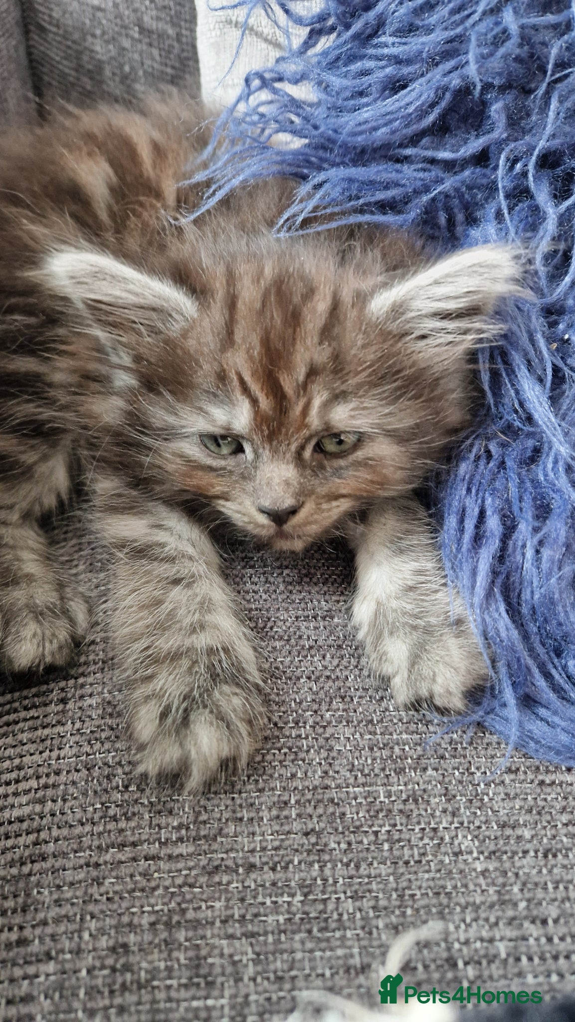 Maine Coon cats Five kittens looking for forever home.  - Advert 13