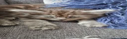 Maine Coon cats for sale: Five kittens looking for forever home.  - Advert 9