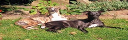 Whippet dogs for sale: REDEVELYN WHIPPET'S NR GLOUCESTER  - Advert 4