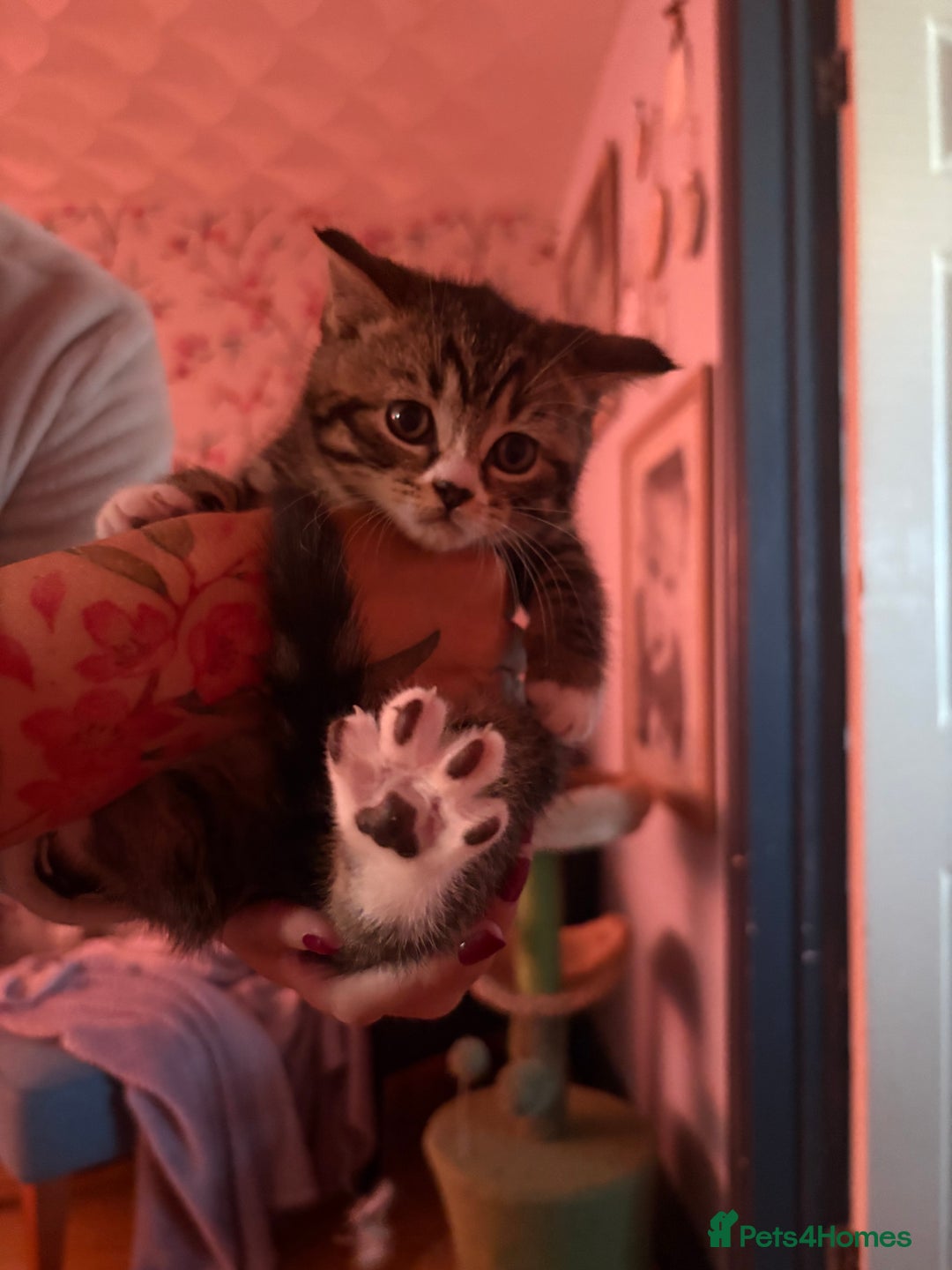 British Shorthair cats for sale: 6 Gorgeous British Shorthairs for sale  - Image 19