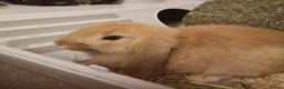 Mini Lop rabbits for sale: 2 mini lop males - Advert 2