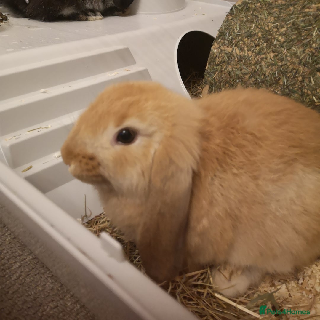 Mini Lop rabbits for sale: 2 mini lop males - Advert 2