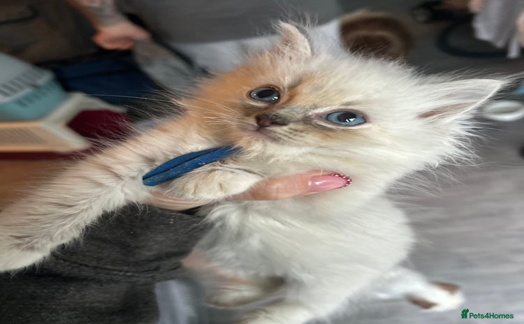 Ragdoll cats - Advert 5