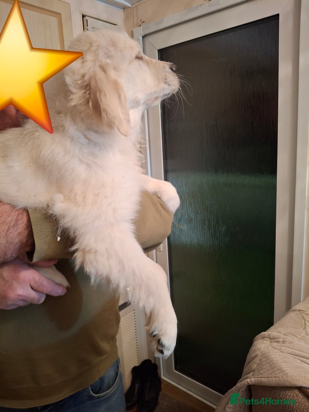 Golden Retriever dogs for sale: KC Registered Golden Retreiver Puppies  - Advert 6