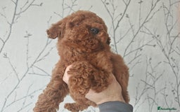 Toy Poodle dogs for sale: ✨ Gorgeous Toy Poodle Puppy – Ready Now ✨ - Advert 4