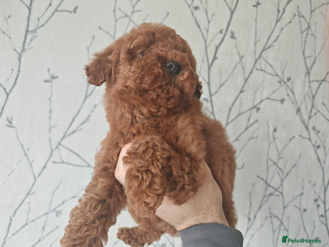 Toy Poodle dogs for sale: ✨ Gorgeous Toy Poodle Puppy – Ready Now ✨ - Advert 4