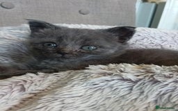 Mixed Breed cats for sale: Beautiful British shorthaired mix mainecoon  - Image 3