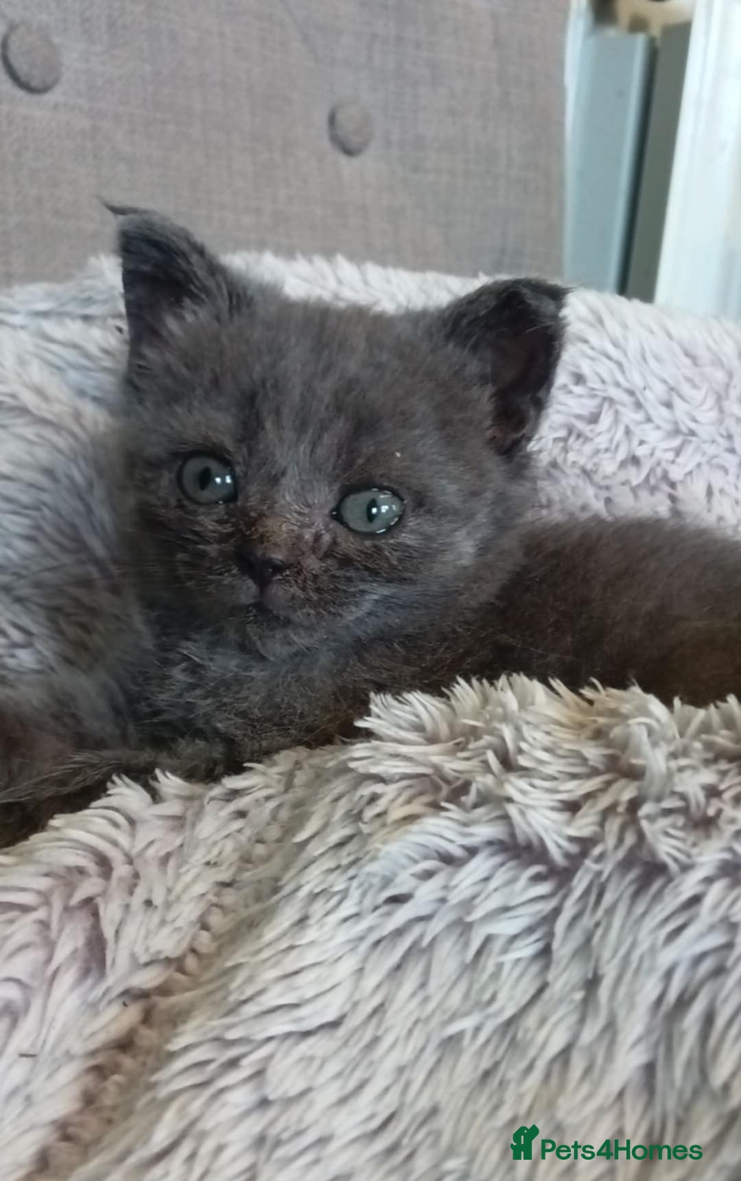 Mixed Breed cats for sale: Beautiful British shorthaired mix mainecoon  - Image 3