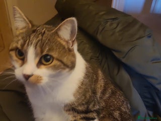 Mixed Breed cats Loving Home Needed for Cookie - Advert 1