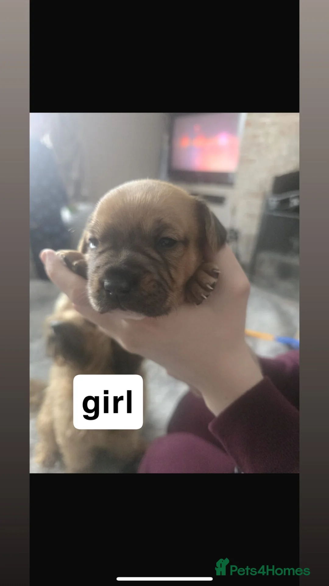 Mixed Breed dogs for sale: Floodles - Advert 3