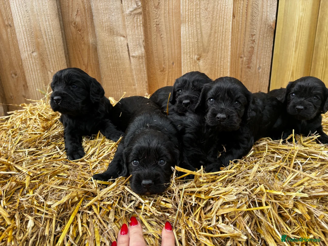 Cockalier dogs for sale: Cockalier puppies  - Advert 14