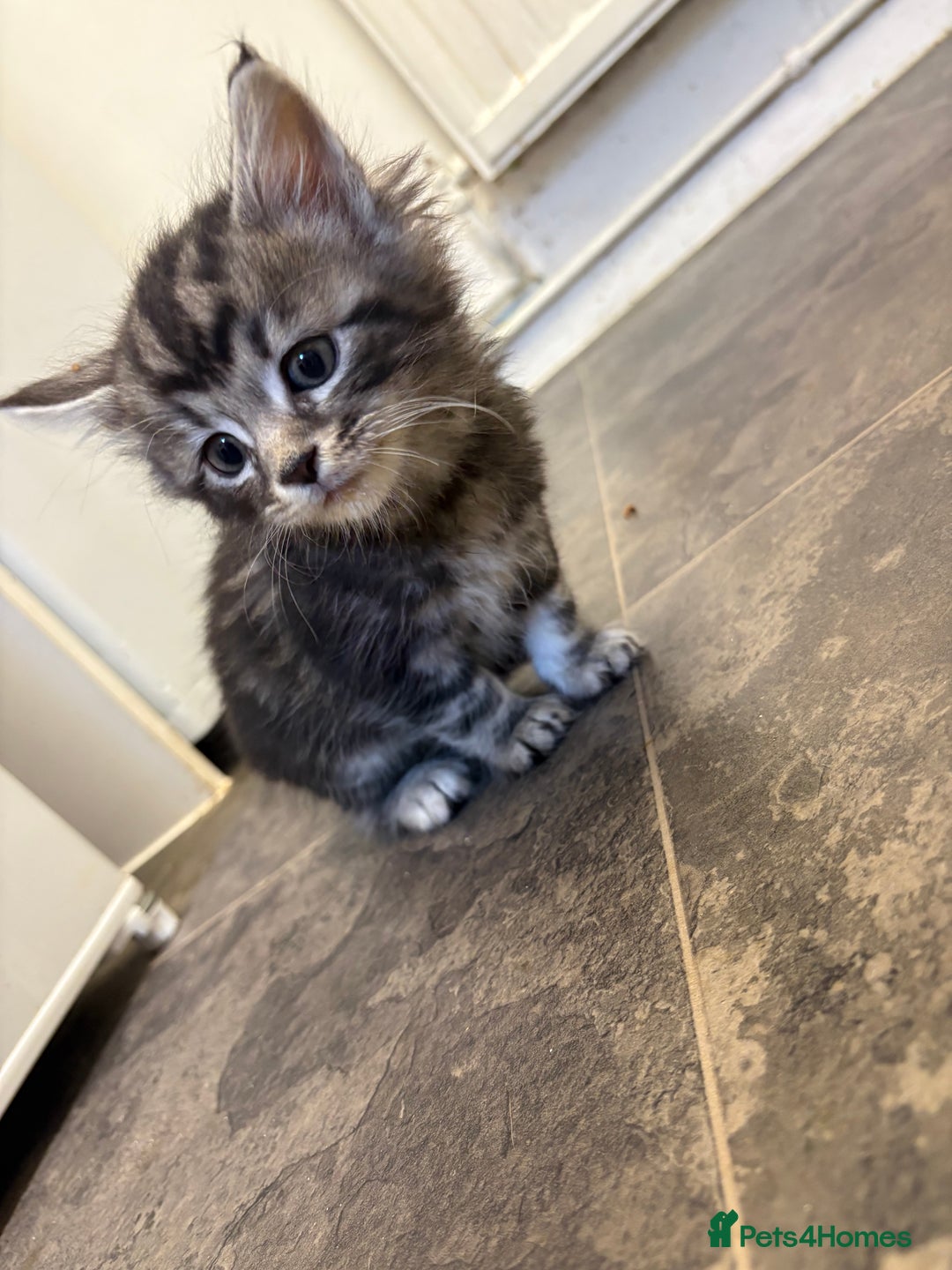 Maine Coon cats for sale: 7 adorable maincoon kittens  - Advert 6