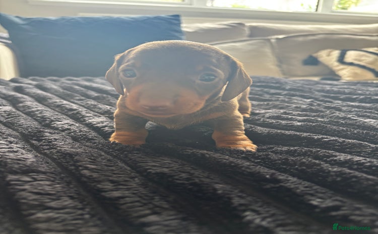 Miniature Dachshund dogs - Advert 1