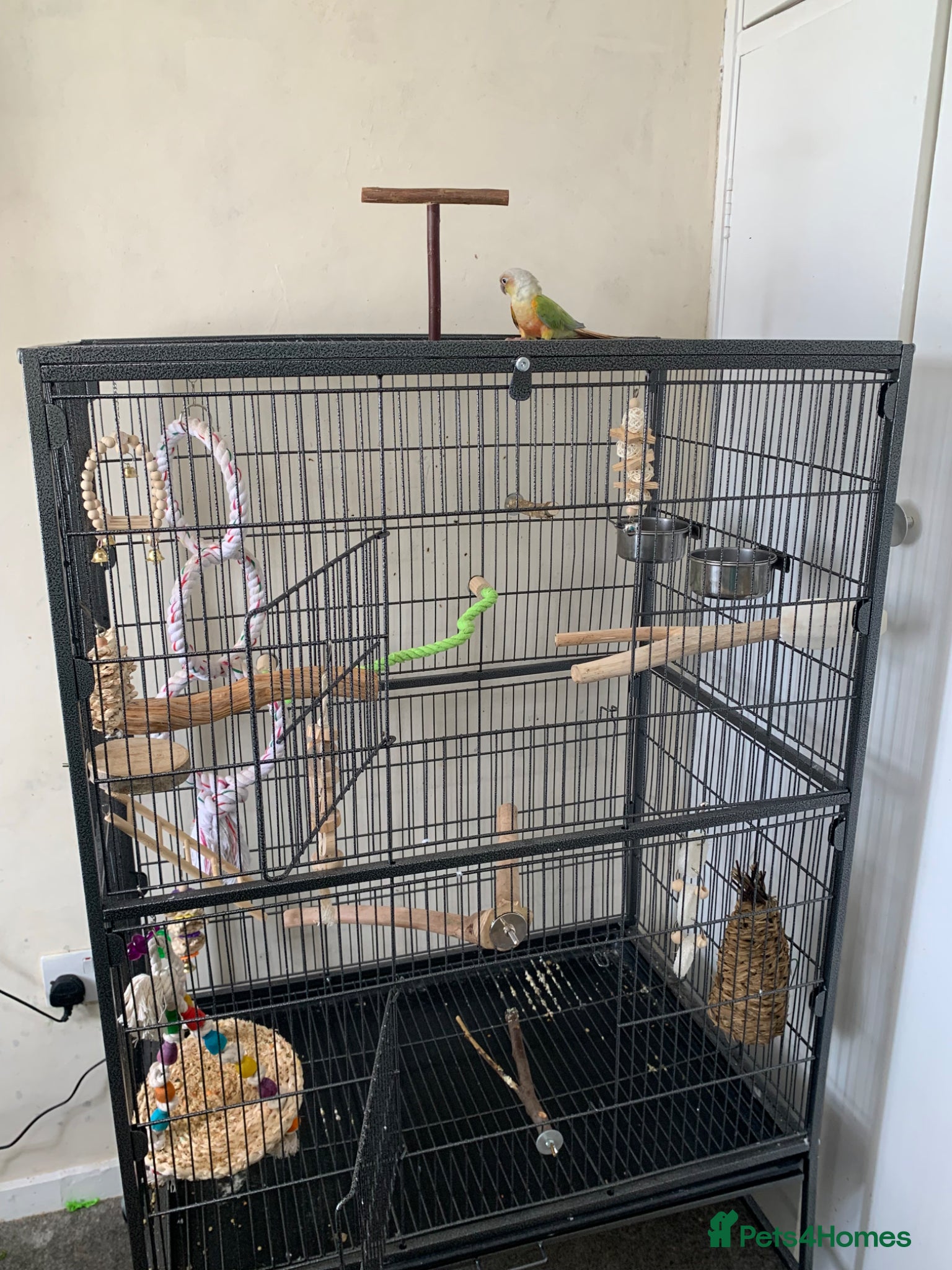 Conures birds Male pineapple green cheek conure for sale  - Advert 4