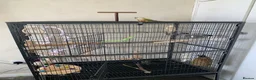 Conures birds for sale: Male pineapple green cheek conure for sale  in Armagh - Advert 1