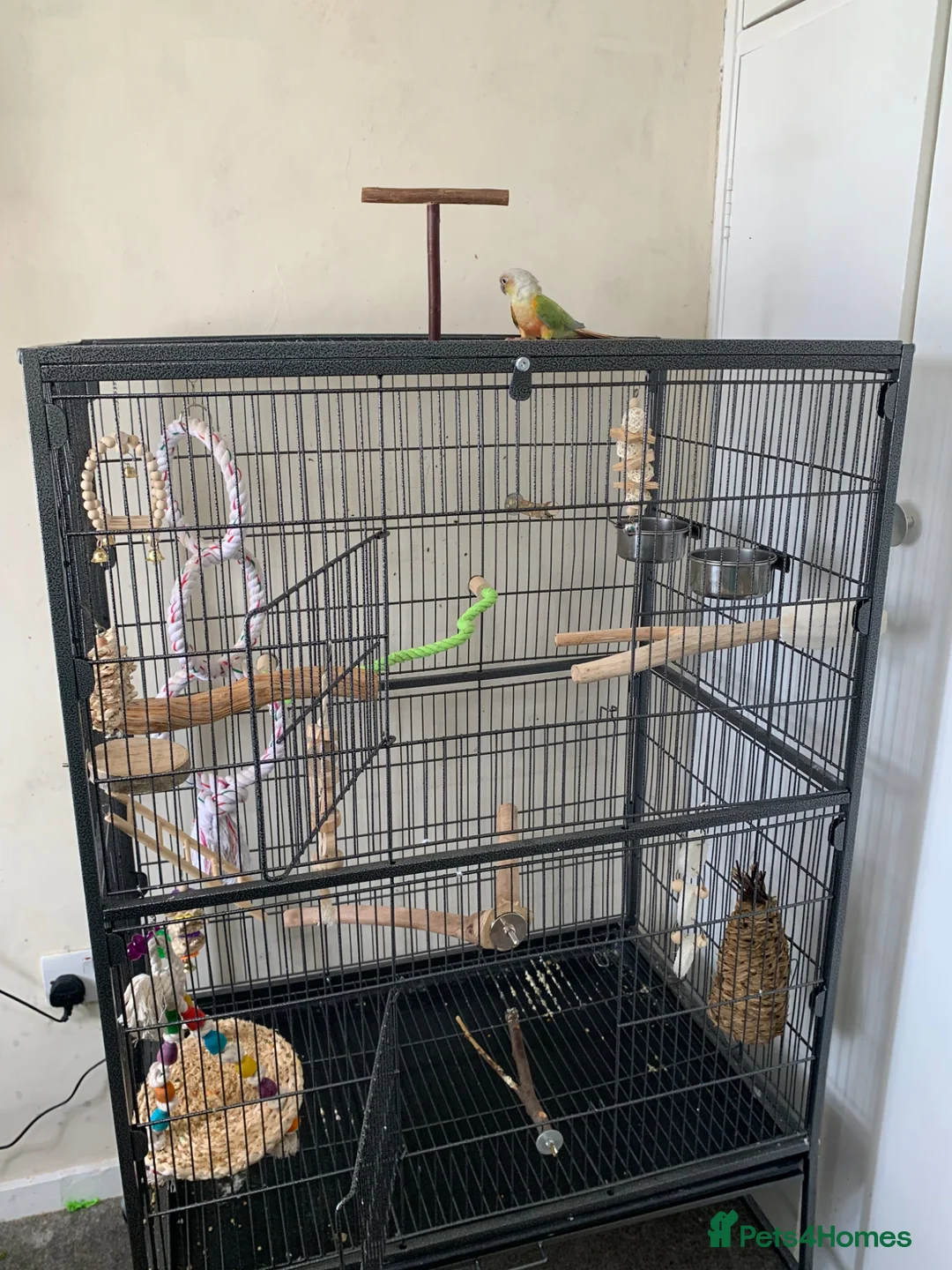 Conures birds for sale: Male pineapple green cheek conure for sale  in Armagh - Advert 1