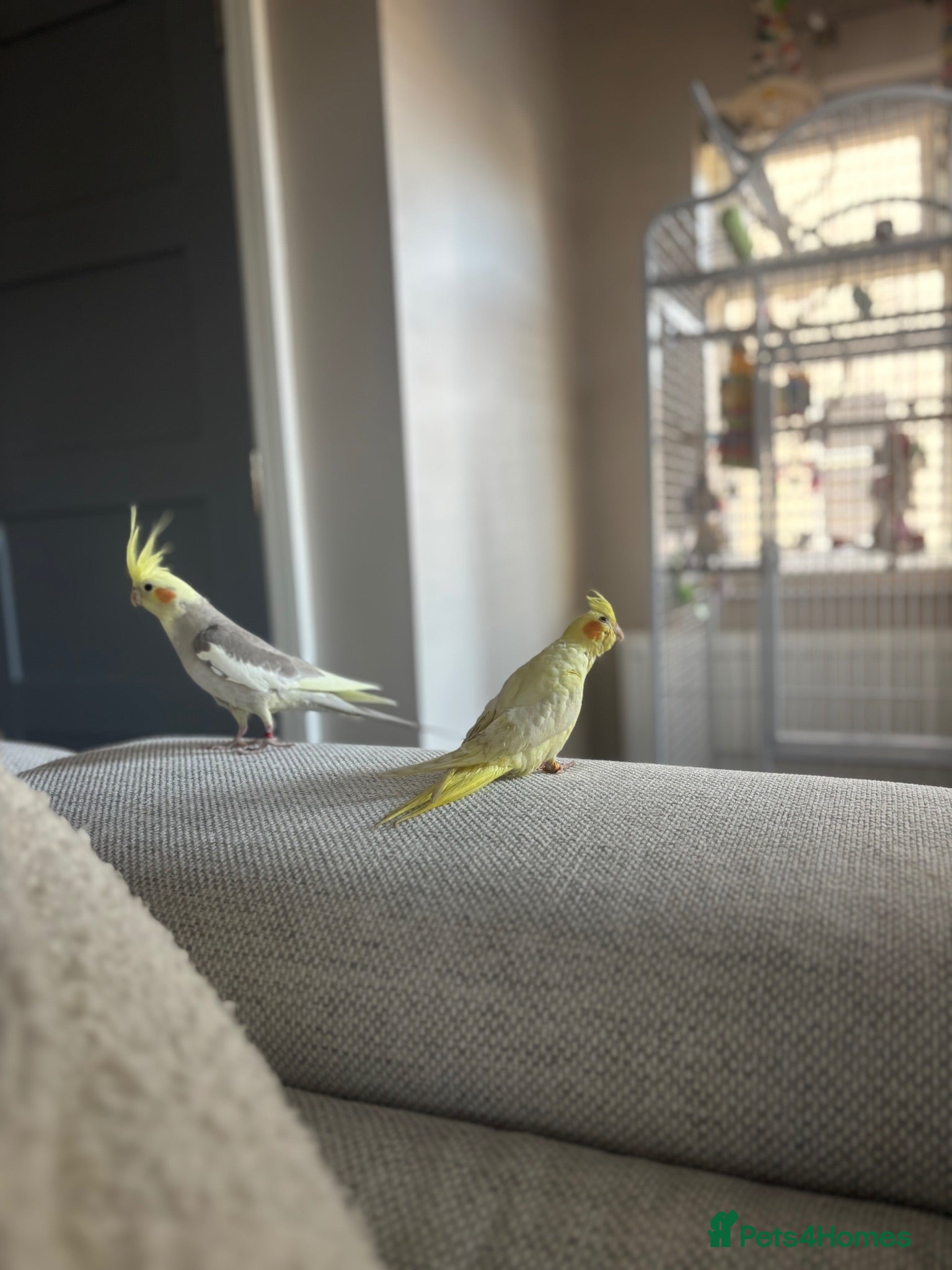 Cockatiels birds Cockatiels  - Advert 2