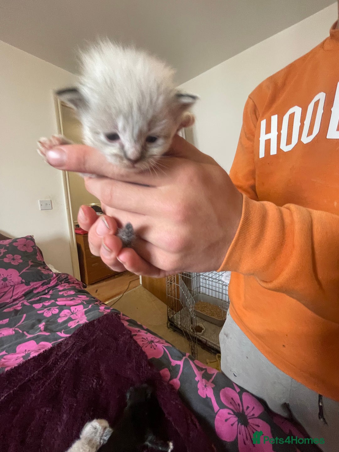 Mixed Breed cats for sale: Ragdoll x Maine coon kittens - Image 2