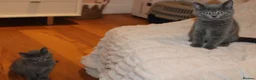 British Shorthair cats for sale: Pure British short hairs - Advert 4