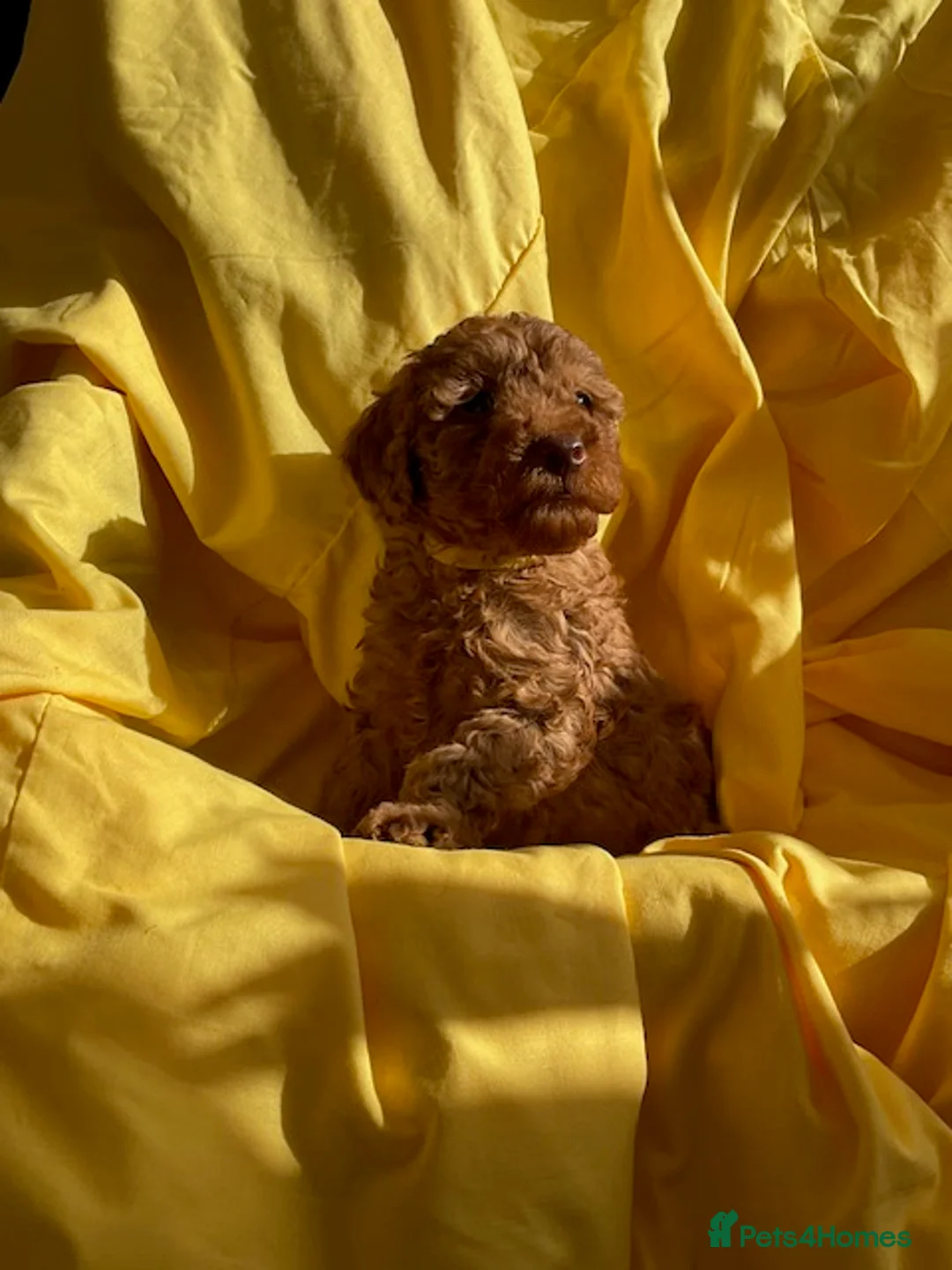 Toy Poodle dogs for sale: Stunning toy poodle puppies for sale in Eastleigh - Advert 8