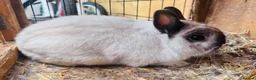 Mixed Breed rabbits for sale: Baby bunny’s  - Advert 5