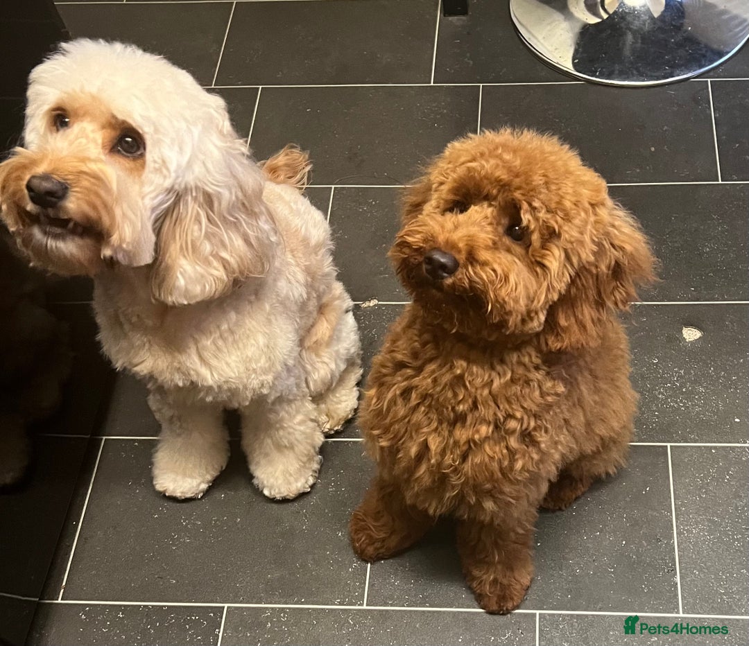 Cockapoo dogs for sale: Beautiful Red F1B Cockapoo puppies  - Image 15