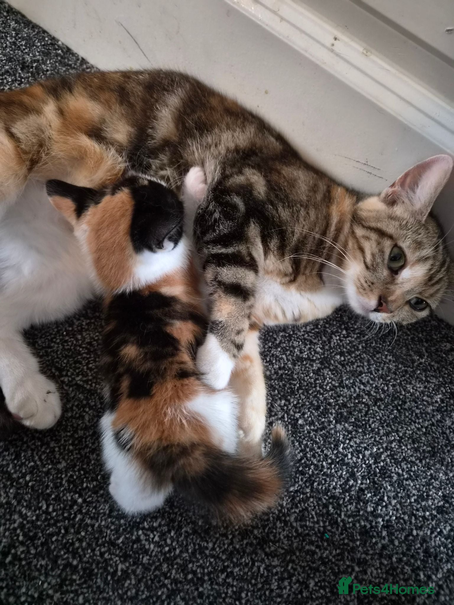 Mixed Breed cats Beautiful kitten  - Advert 1