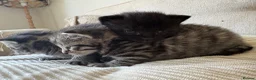 Bengal cats for sale: Stunning litter of kittens  - Advert 4