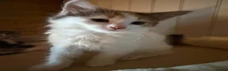 Domestic Shorthair cats for adoption: Sadie - semi-long hair kitten for adoption  - Advert 2