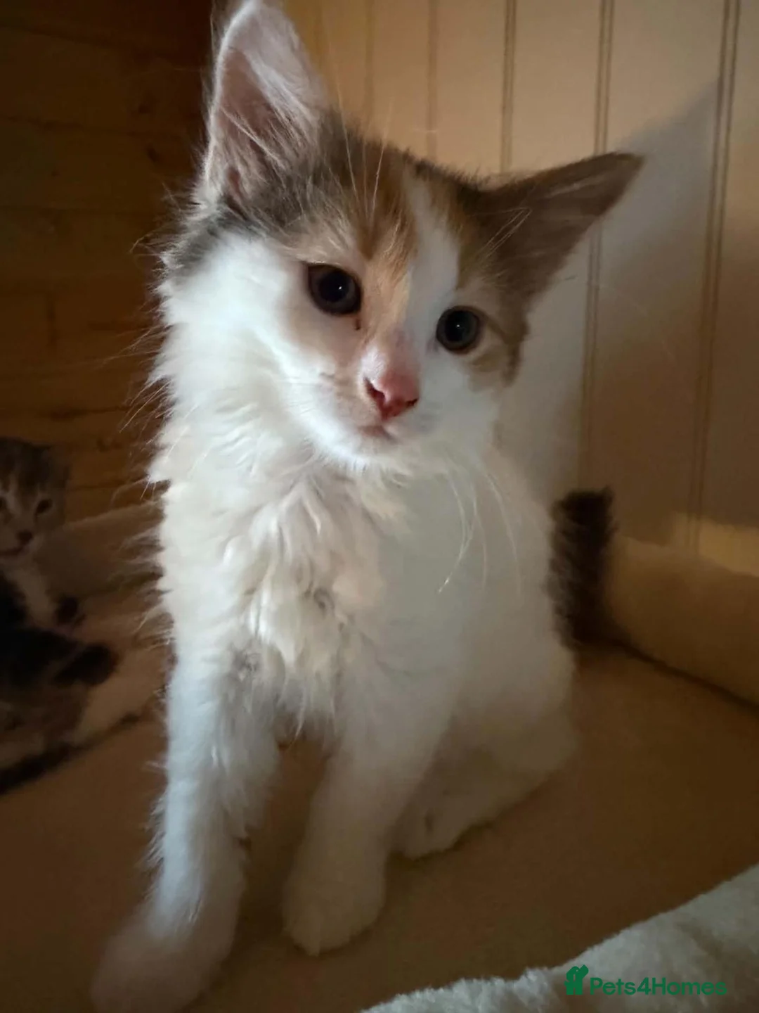 Domestic Shorthair cats for adoption: Sadie - semi-long hair kitten for adoption  - Advert 2